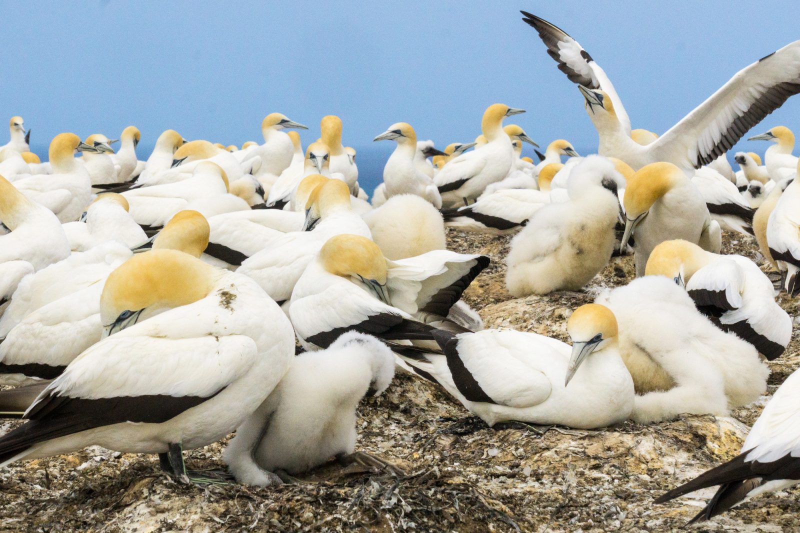 new zealand bird watching tours