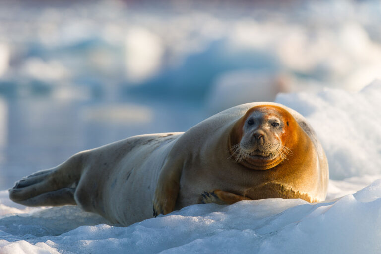 svalbard bearded seal hauled out on ice be