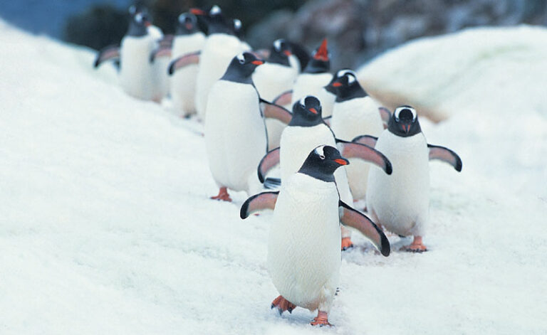 antarctica gentoo penguin march rh