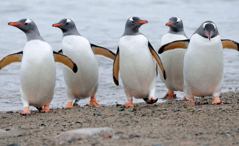 antarctica gentoo penguins qe