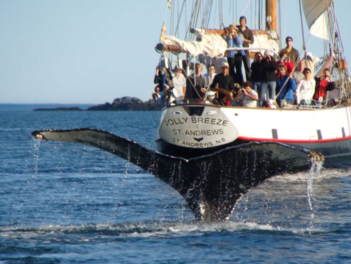 Whale Watching East Coast Canada | Blog | Discover the World