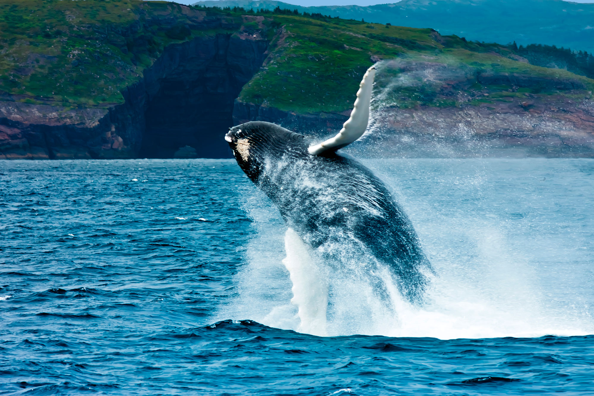 Your Guide to Whale Watching in Canada | Discover the World