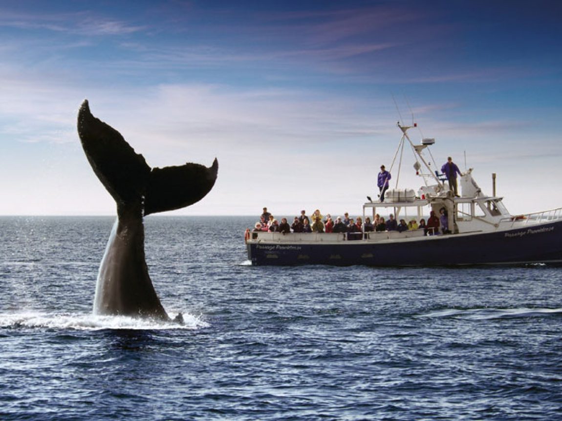 Whale Watching East Coast Canada | Blog | Discover the World