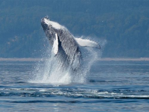 Whale Watching East Coast Canada | Blog | Discover the World