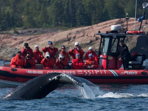 Whale Watching East Coast Canada | Blog | Discover the World