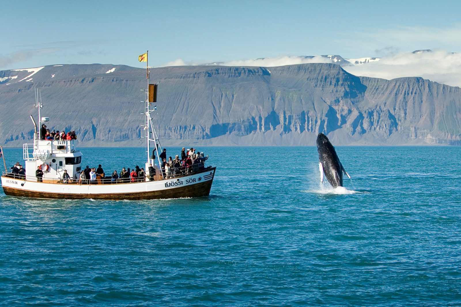 best time to visit iceland whale watching