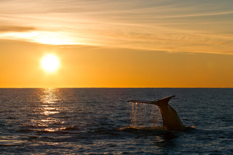 norway vesteralen andenes humpback sunset aws