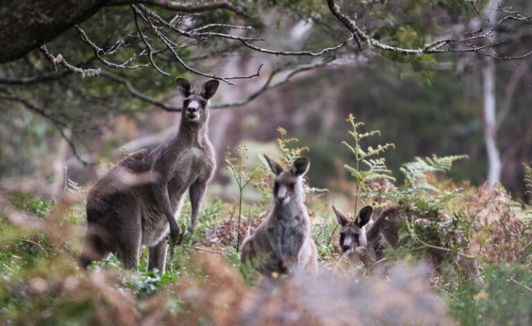 australia blue mountains kangaroos