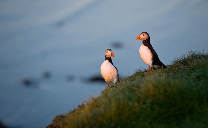 Puffin Tours in Iceland – Iceland Travel Collections