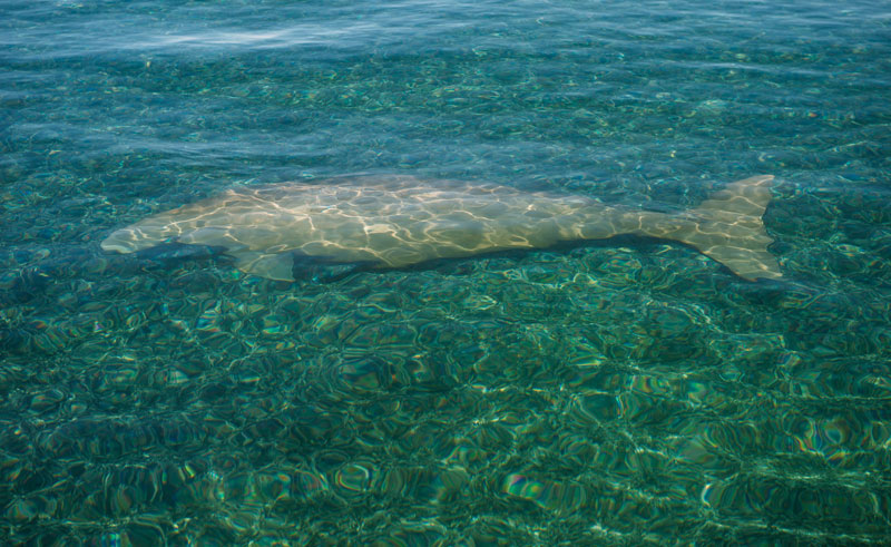 dugong mermaid myth