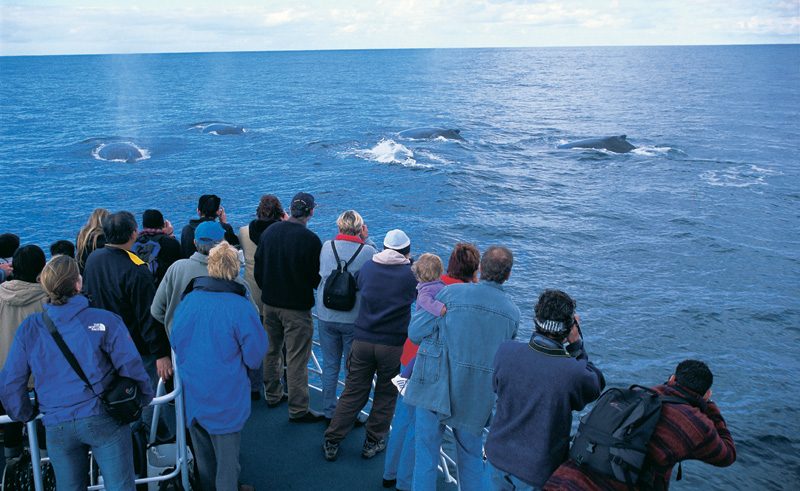 Whale Watching, Augusta | Western Australia Excursion