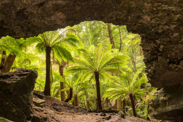 australia tasmania trowutta arch large tarkine drive istk