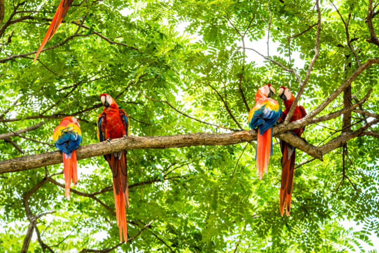 costa-rica-flock-of-scarlet-macaws-istk