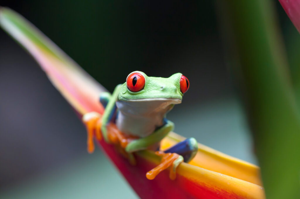 costa rica red eyed tree frog istk