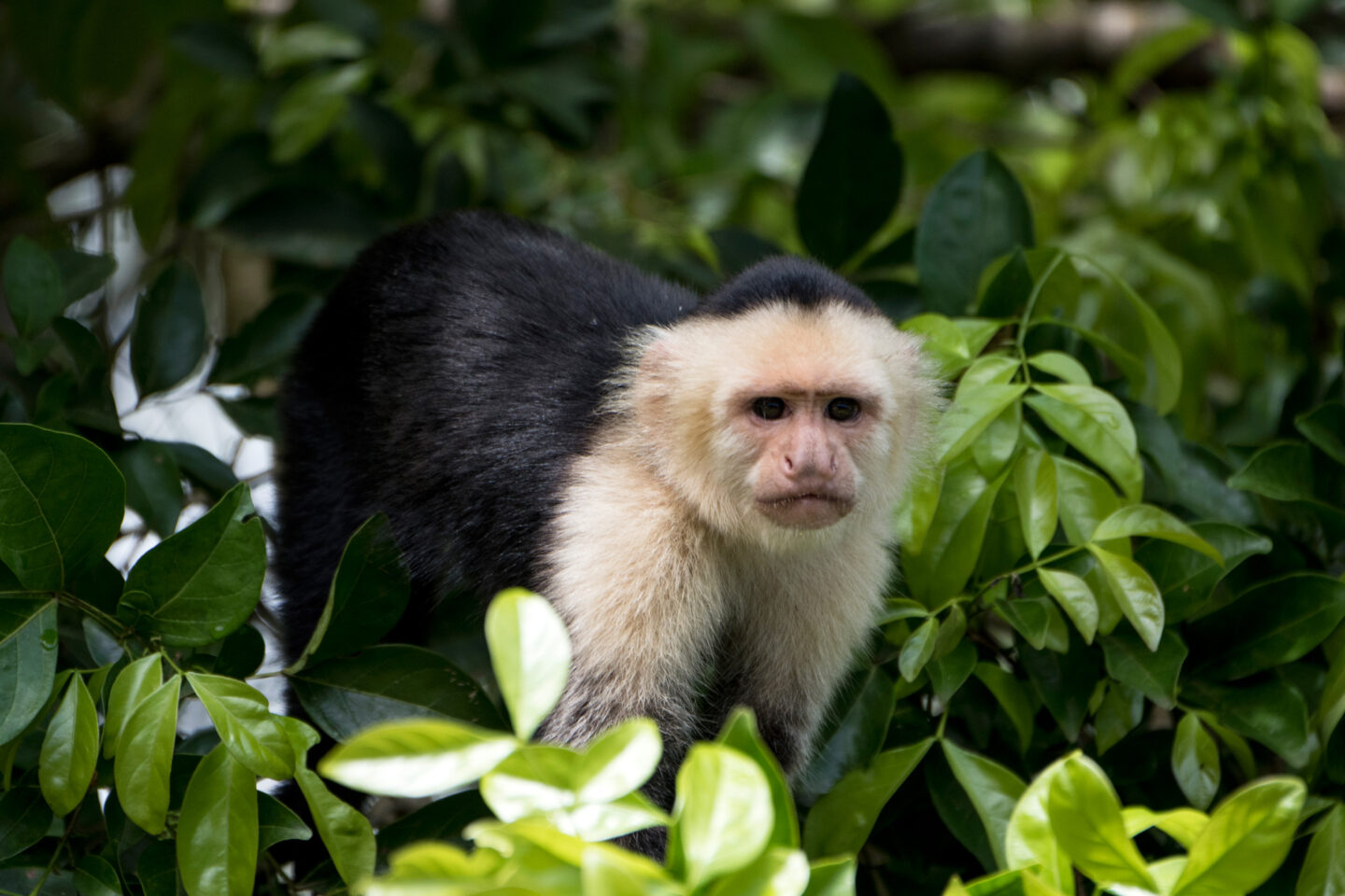 costa rica white faced capuchin monkey istk