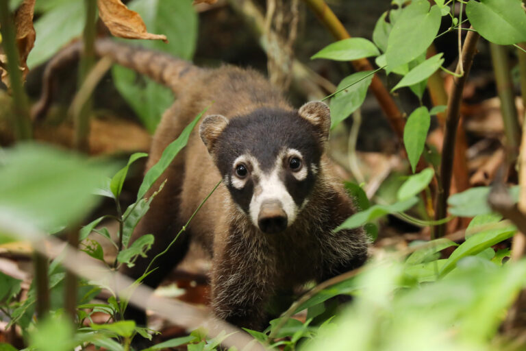 costa rica white nosed coati face istk