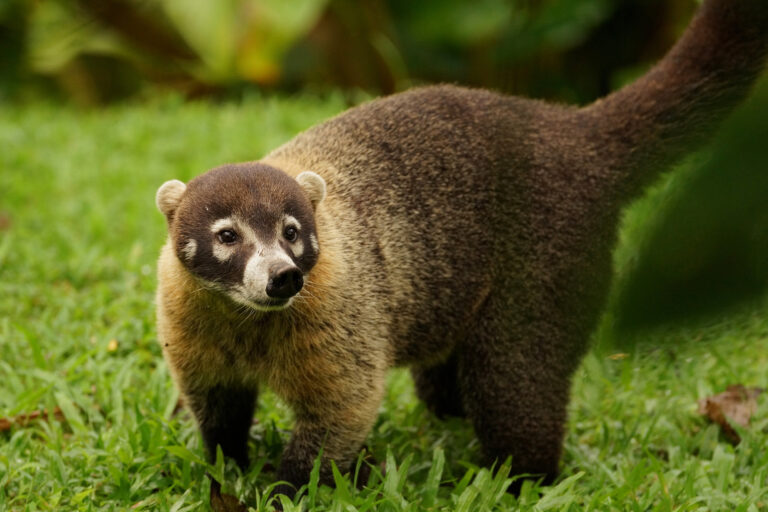 costa rica white nosed coati walking istk