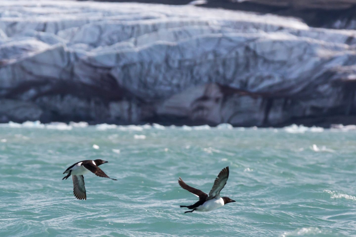 arctic-spitsbergen-14th-july-glacier-guillemots-in-flight-istk