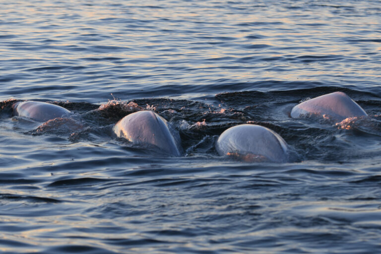 arctic spitsbergen beluga whales istk