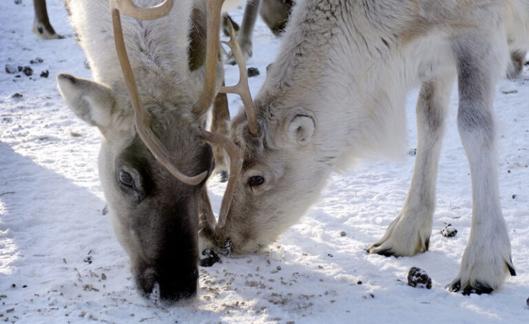 finland lapland iso syote reindeer farm