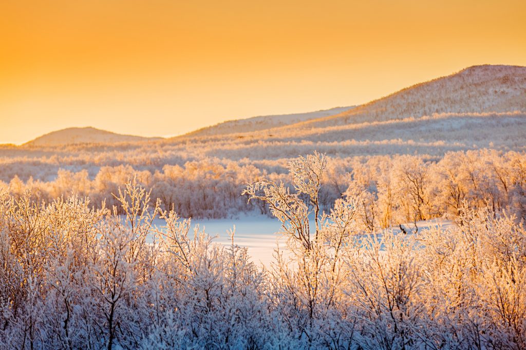 swedish lapland winter sunlight over forest rth