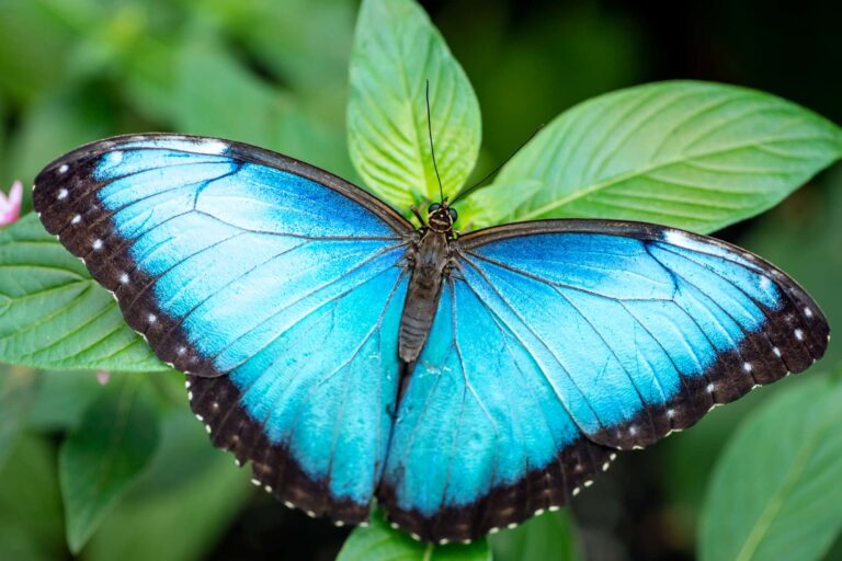 costa rica blue morpho butterfly curu national wildlife refuge istk