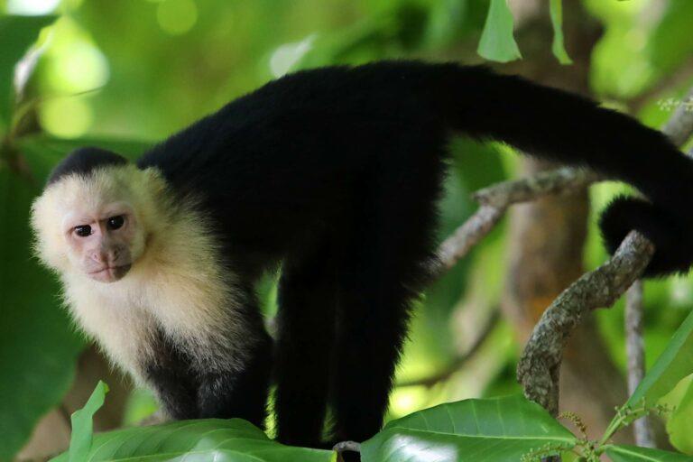 costa rica capuchin monkey uncr