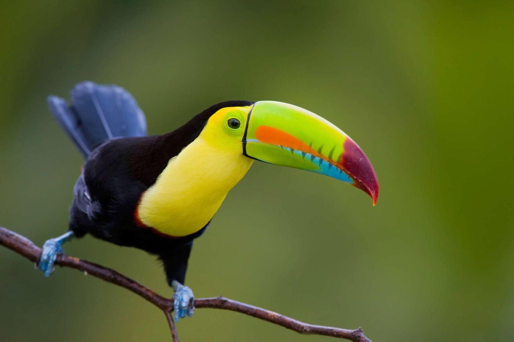 costa rica toucan in a tree istk