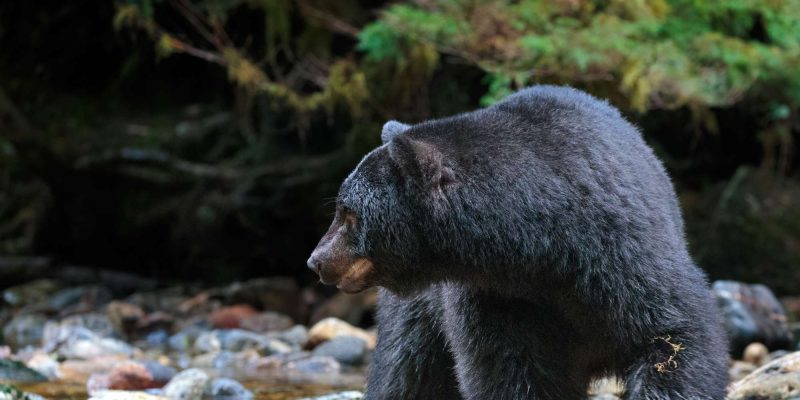 Sailing the Great Bear Rainforest in Canada | Blog