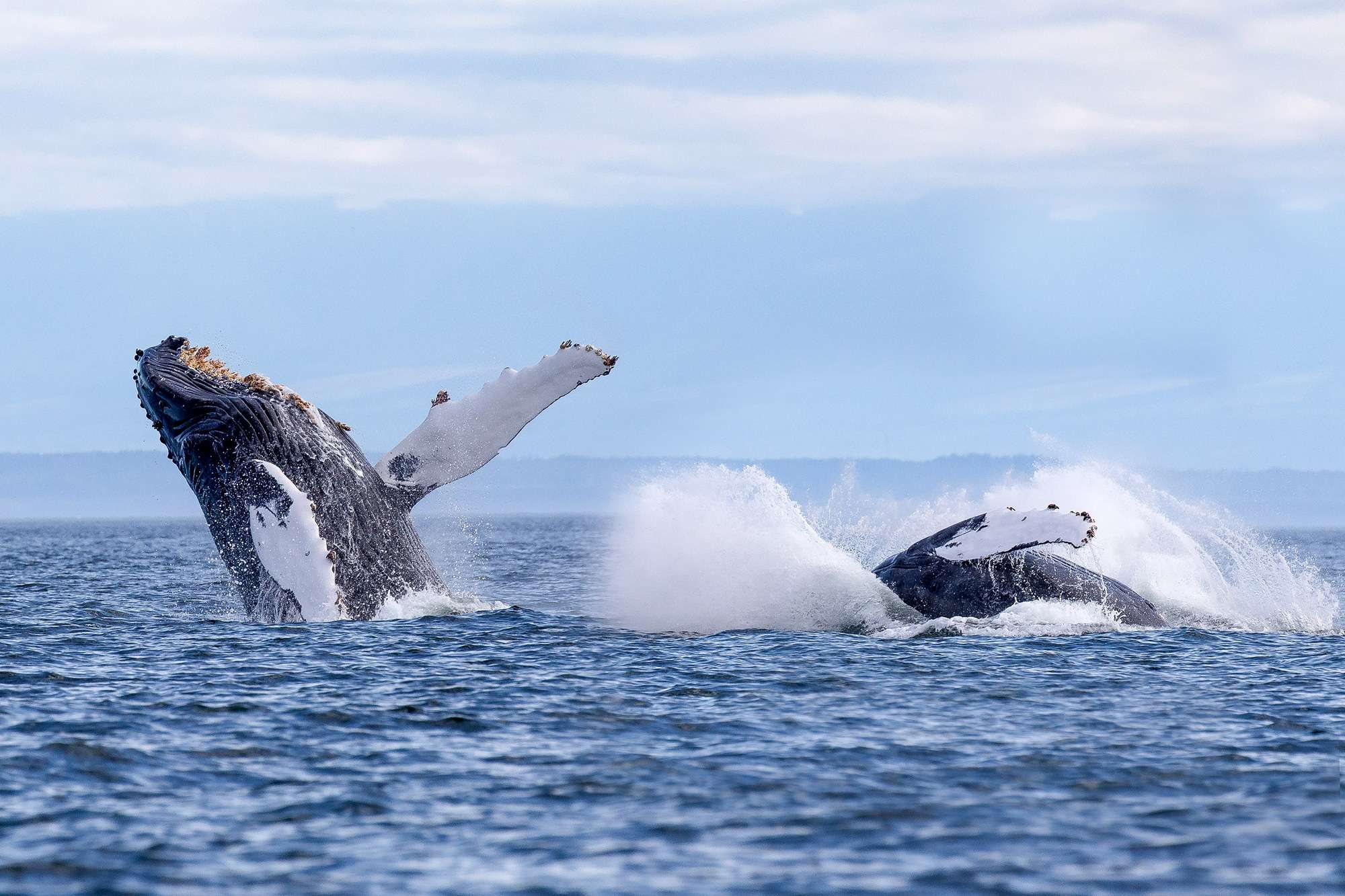 Your Guide to Whale Watching in Canada Discover the World