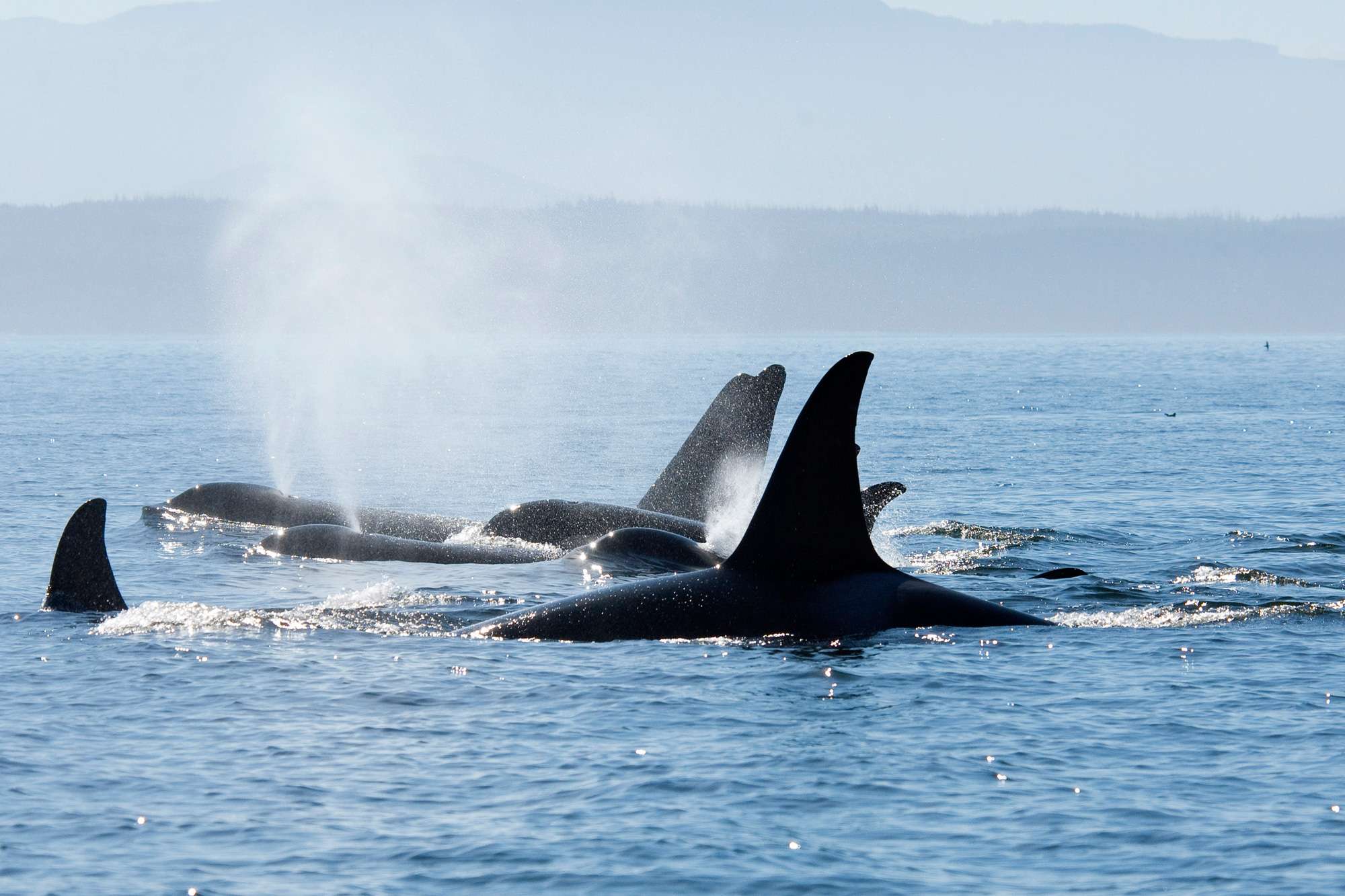 Whales and Bears at Farewell Harbour Canada Wildlife Holiday