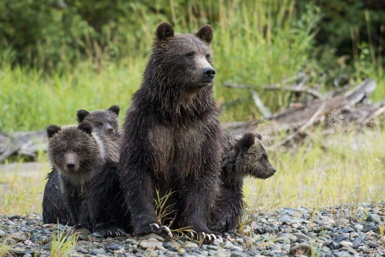 canada grizzly bear mother and cubs tweedsmuir provincial park tpl