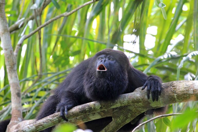 belize black howler monkey istk