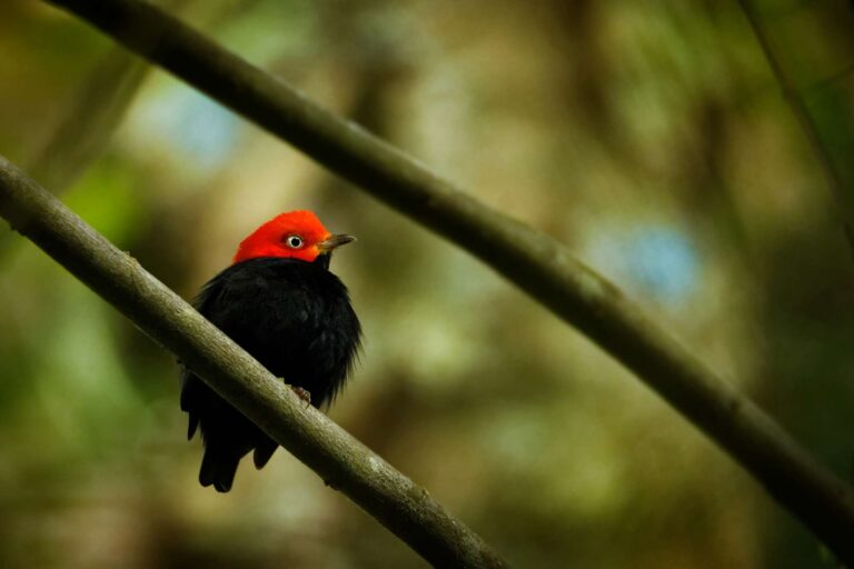 belize red capped manakin bird istk