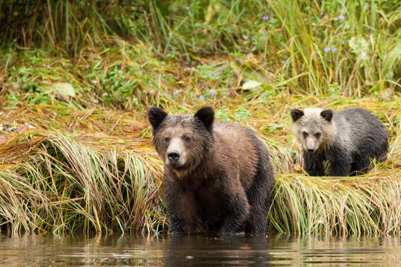 Great Bear Lodge, British Columbia | Canada