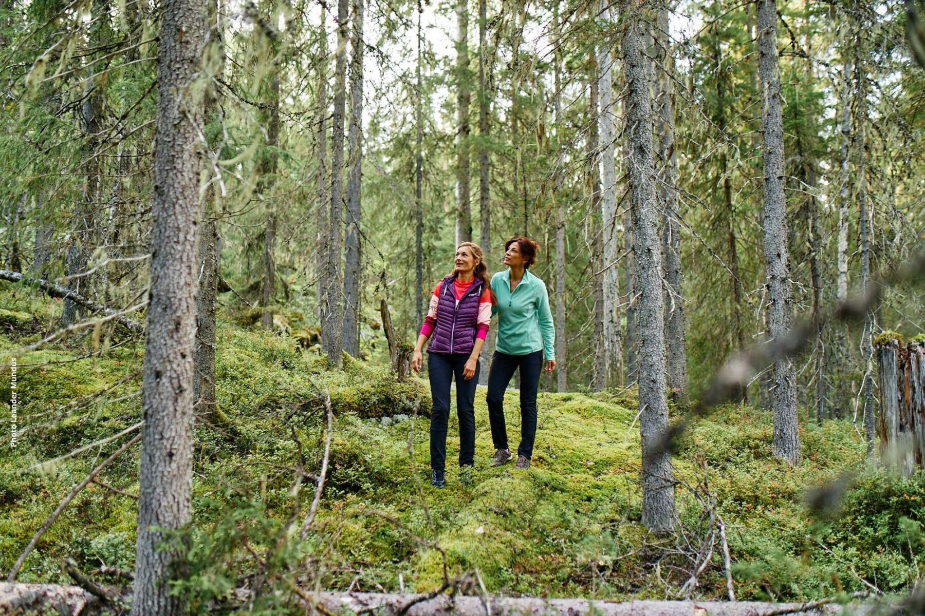 east finland forest trail near hotel kalevala