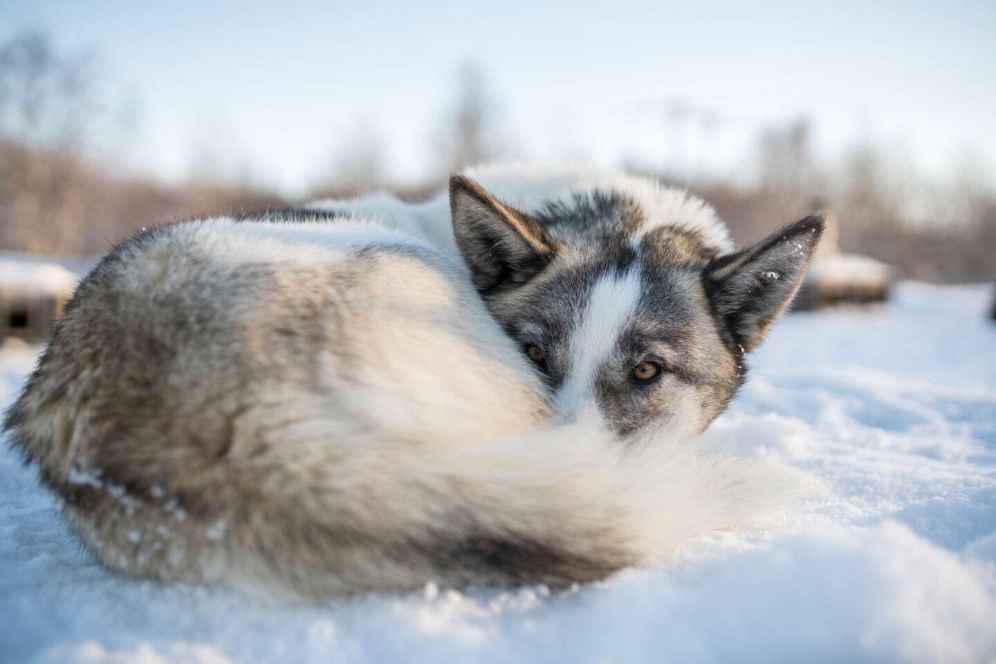 northern norway husky curled up in snow istk