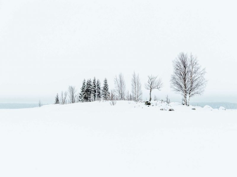 snowy swedish forest