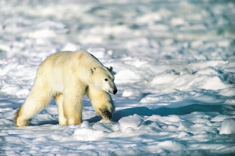arctic wildlife polar bear striding over ice rh