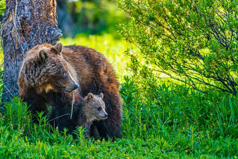 canada alberta grizzly bear and cub istk