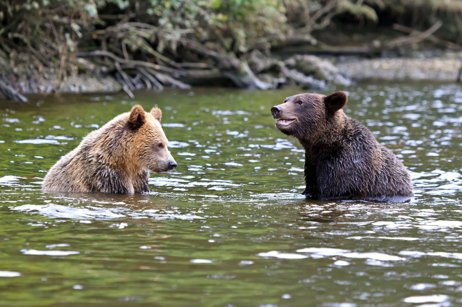 grizzly bear tours knight inlet