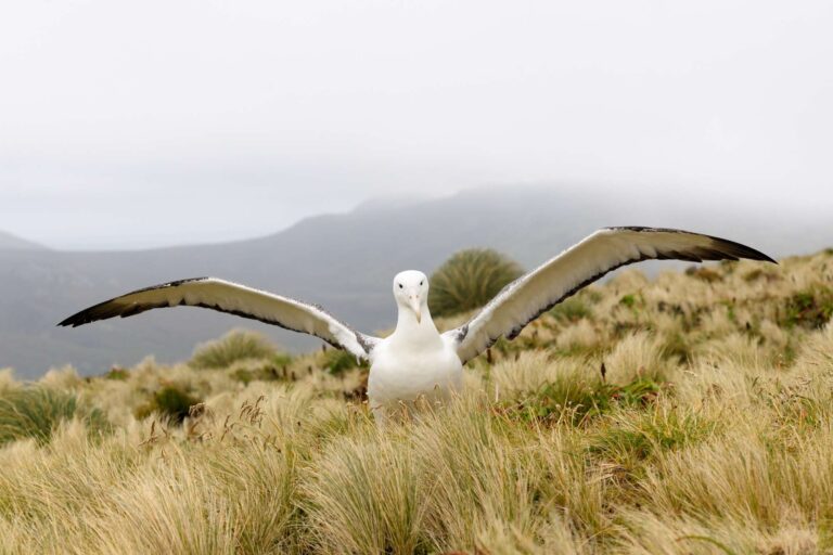 islands of new zealand albatross istk