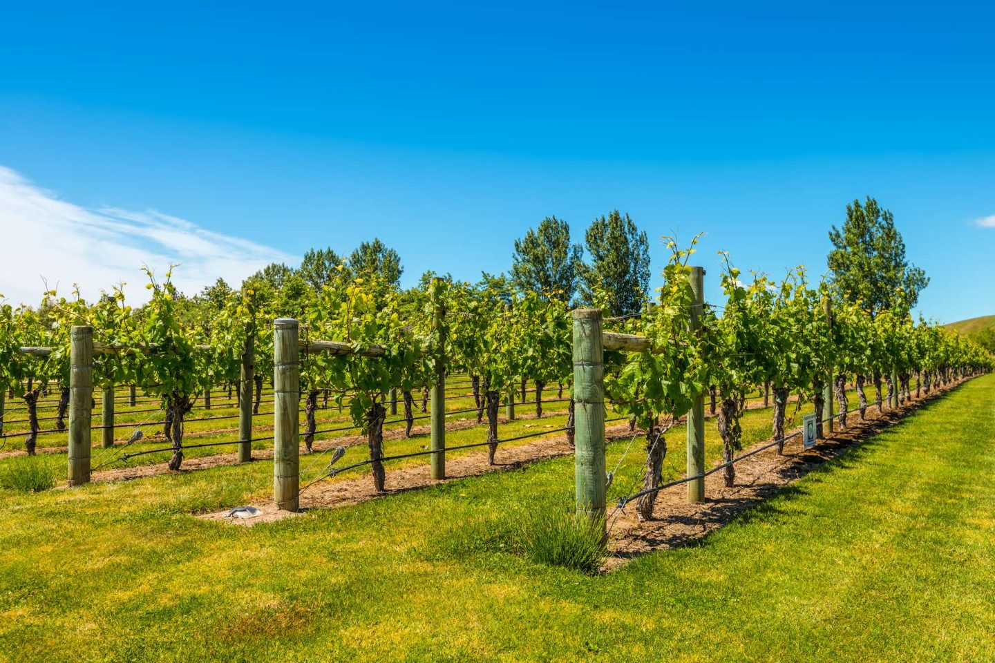 new zealand hawkes bay vineyard istk