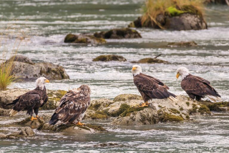 alaska bald eagles feeding by river astk