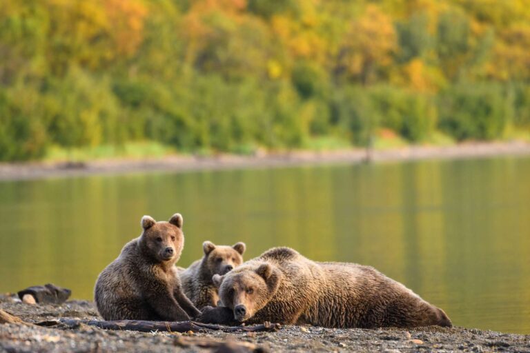 alaska brown bear and cubs resting by water edge katmai istk