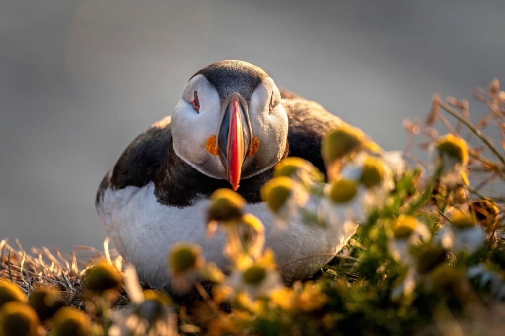 Cooped Up? Photos Of This Puffin Island Will Make You Feel Free