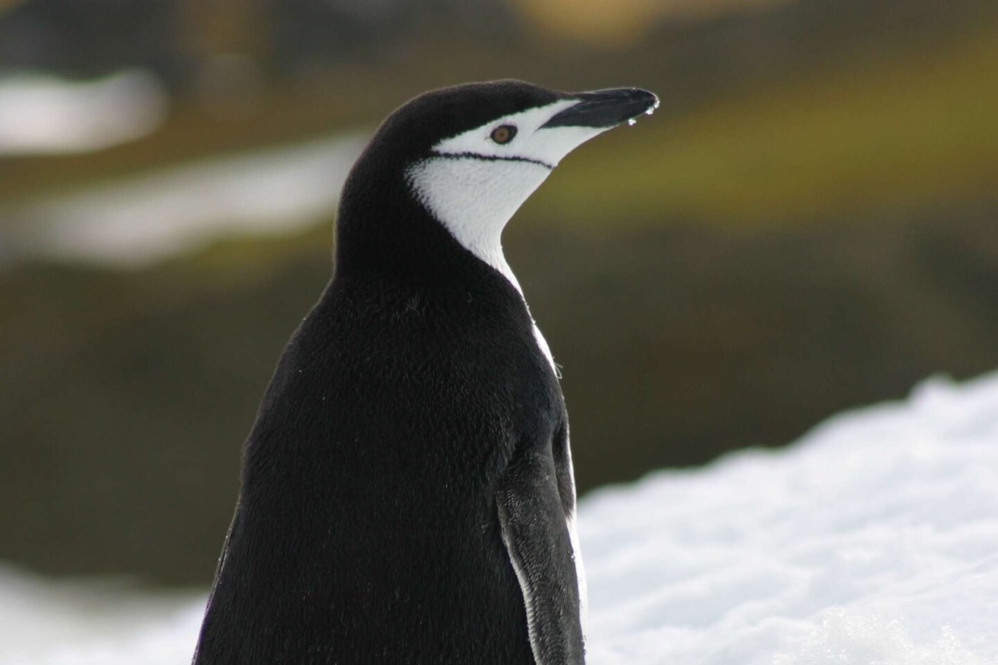 antarctica chinstrap penguin2 pf