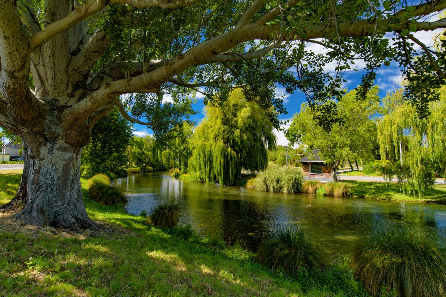 new zealand christchurch river avon willows istk