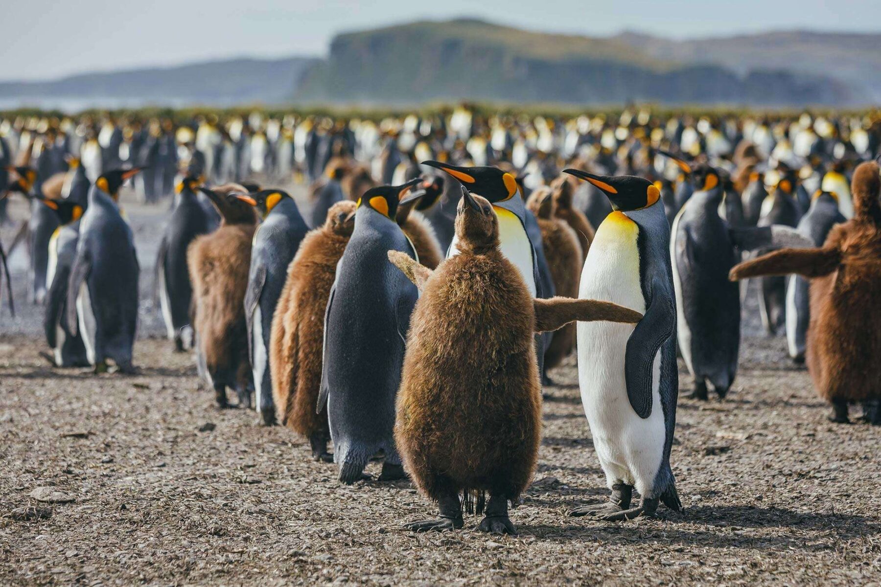 south georgia king penguin colony with chicks qe