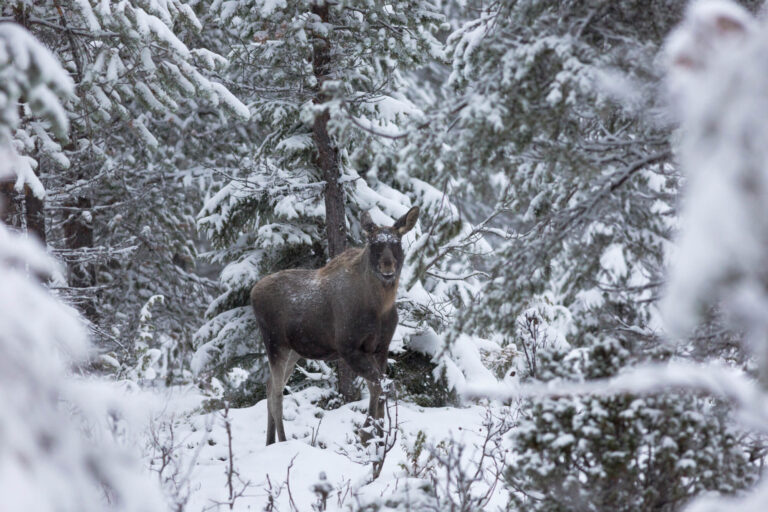 swedish lapland moose in snowy forest istk